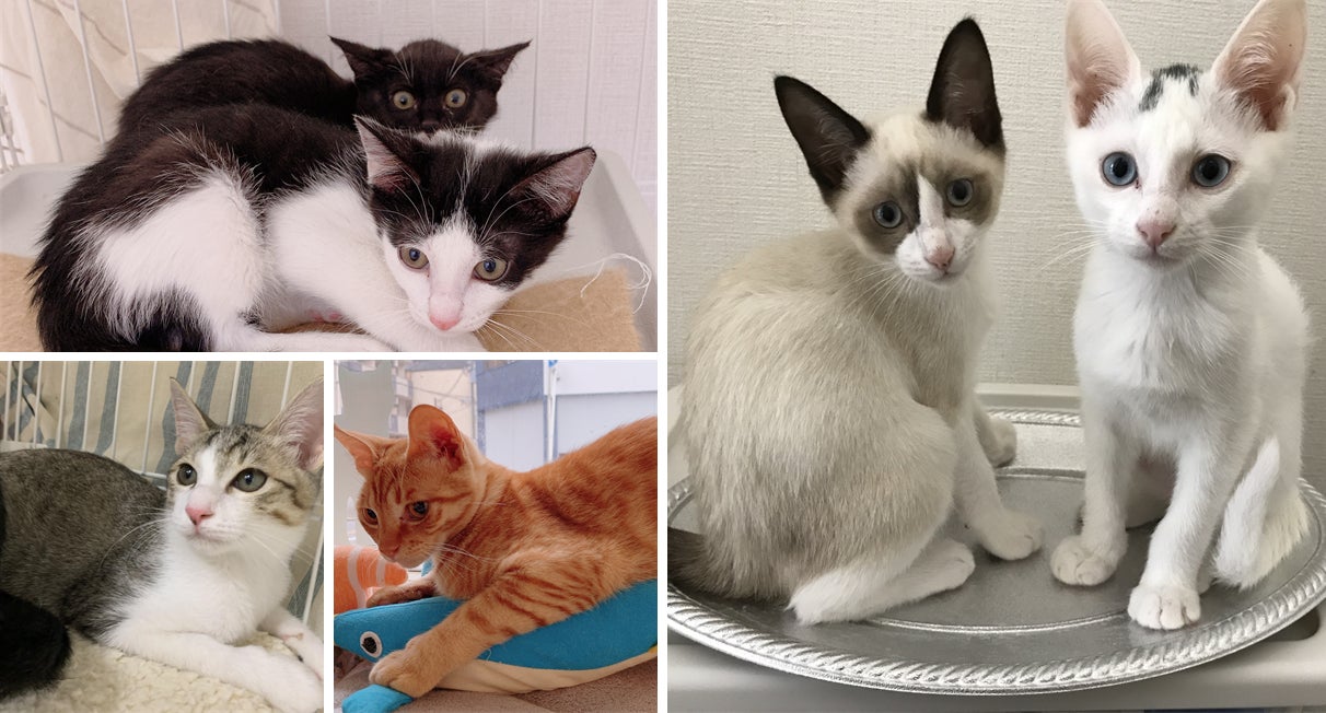 5番目のメイン画像