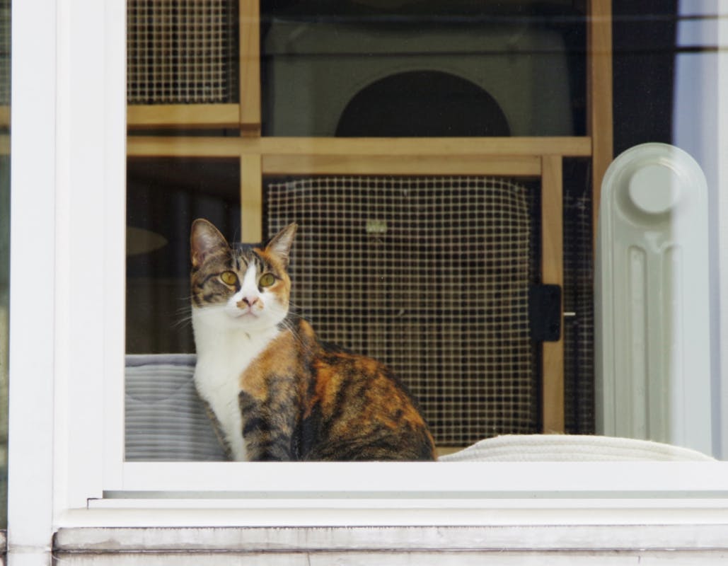 ねこにもひとにも温かく 生まれたばかりのシェルターを守りたい Campfire キャンプファイヤー ねこにもひとにも温かく 生まれたばかりのシェルターを守りたい Campfire キャンプファイヤー