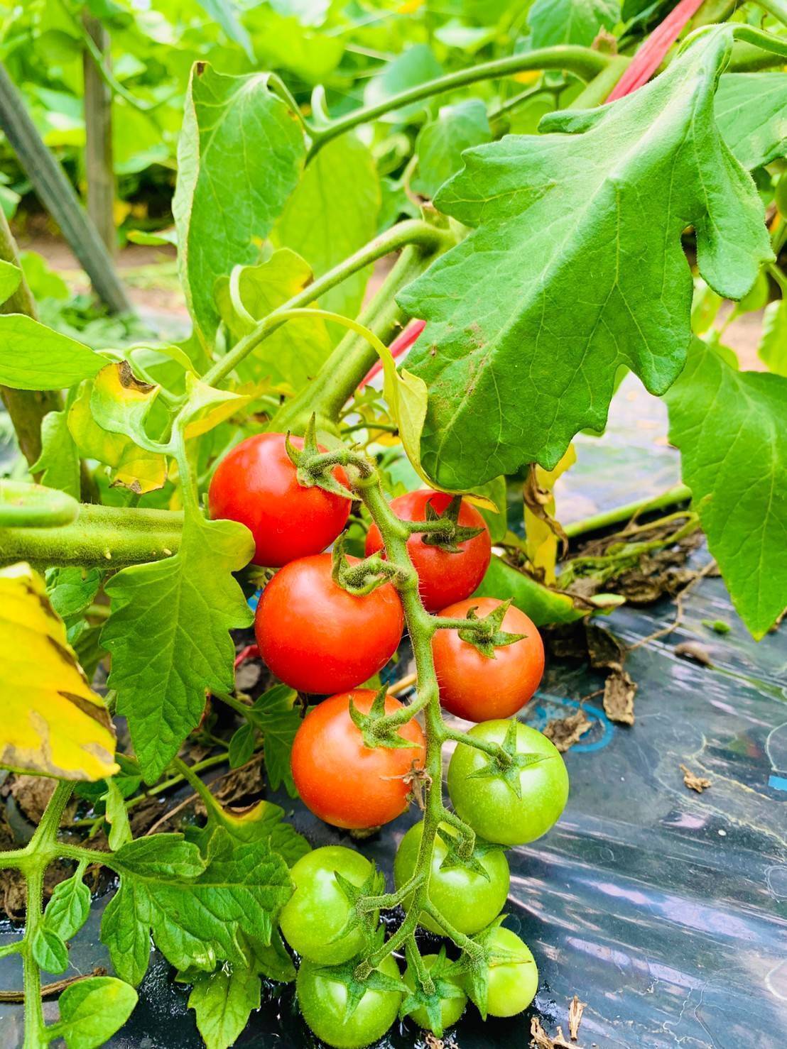 5番目のメイン画像