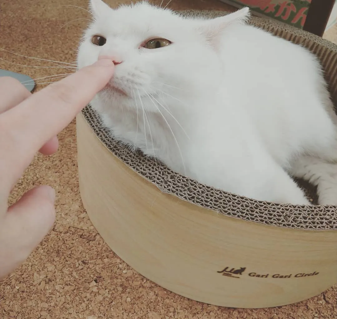 3番目のメイン画像