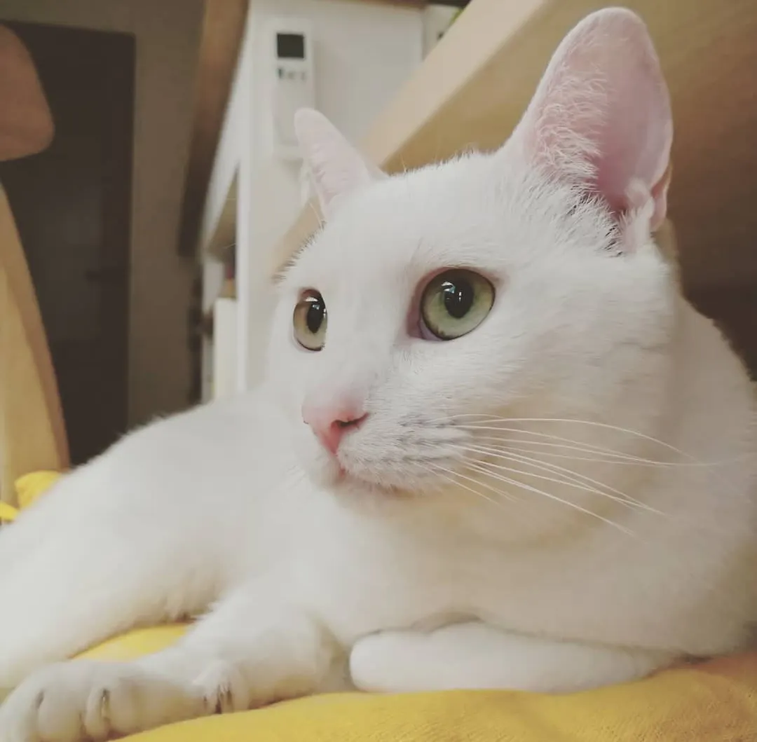 5番目のメイン画像