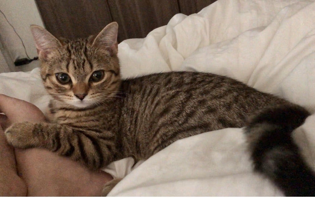 5番目のメイン画像