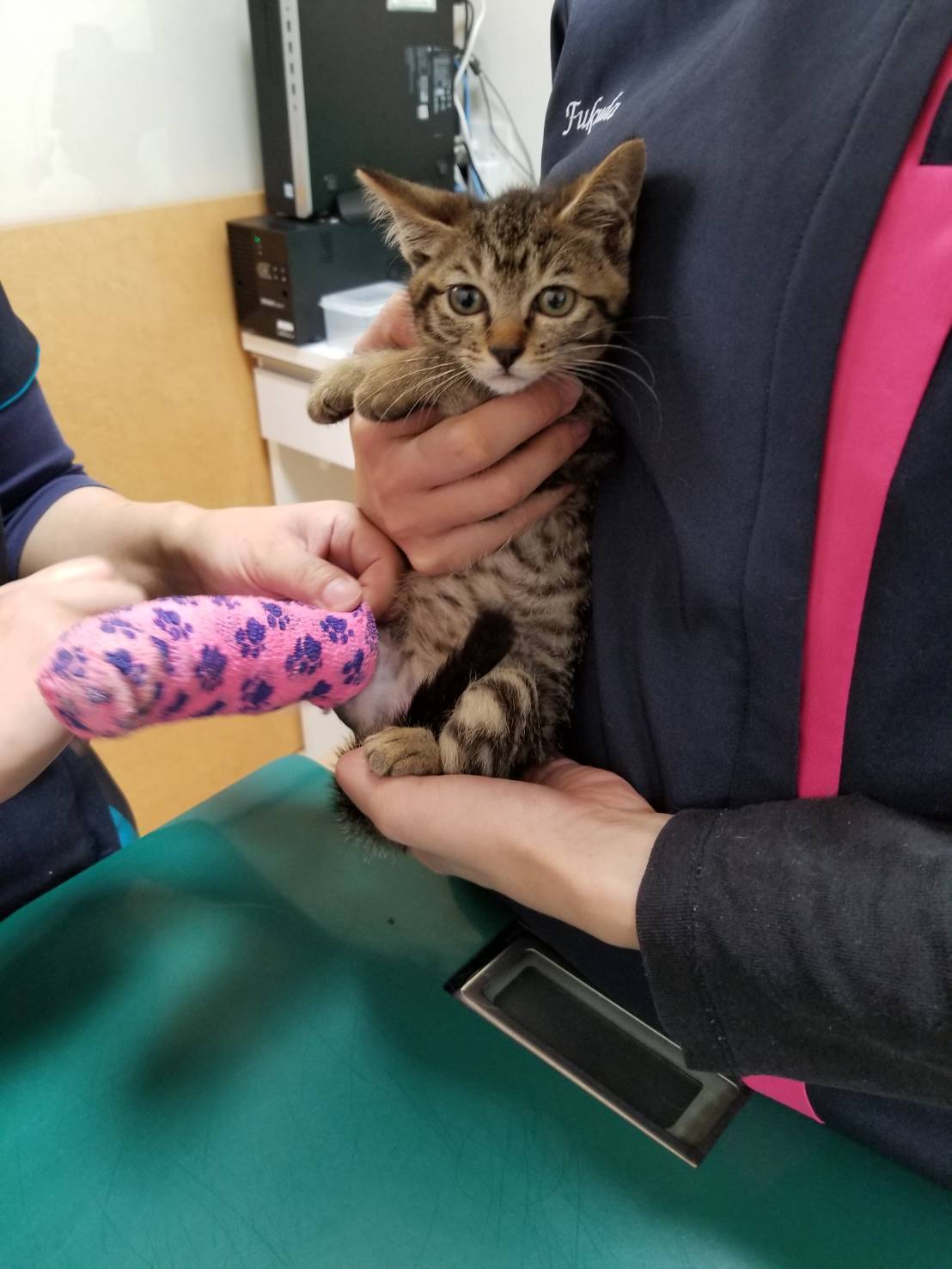 手術 治療費用 人に踏まれて骨折してしまった子猫を助けてください Campfire キャンプファイヤー 手術 治療費用 人に踏まれて骨折してしまった子猫を助けてください Campfire キャンプファイヤー