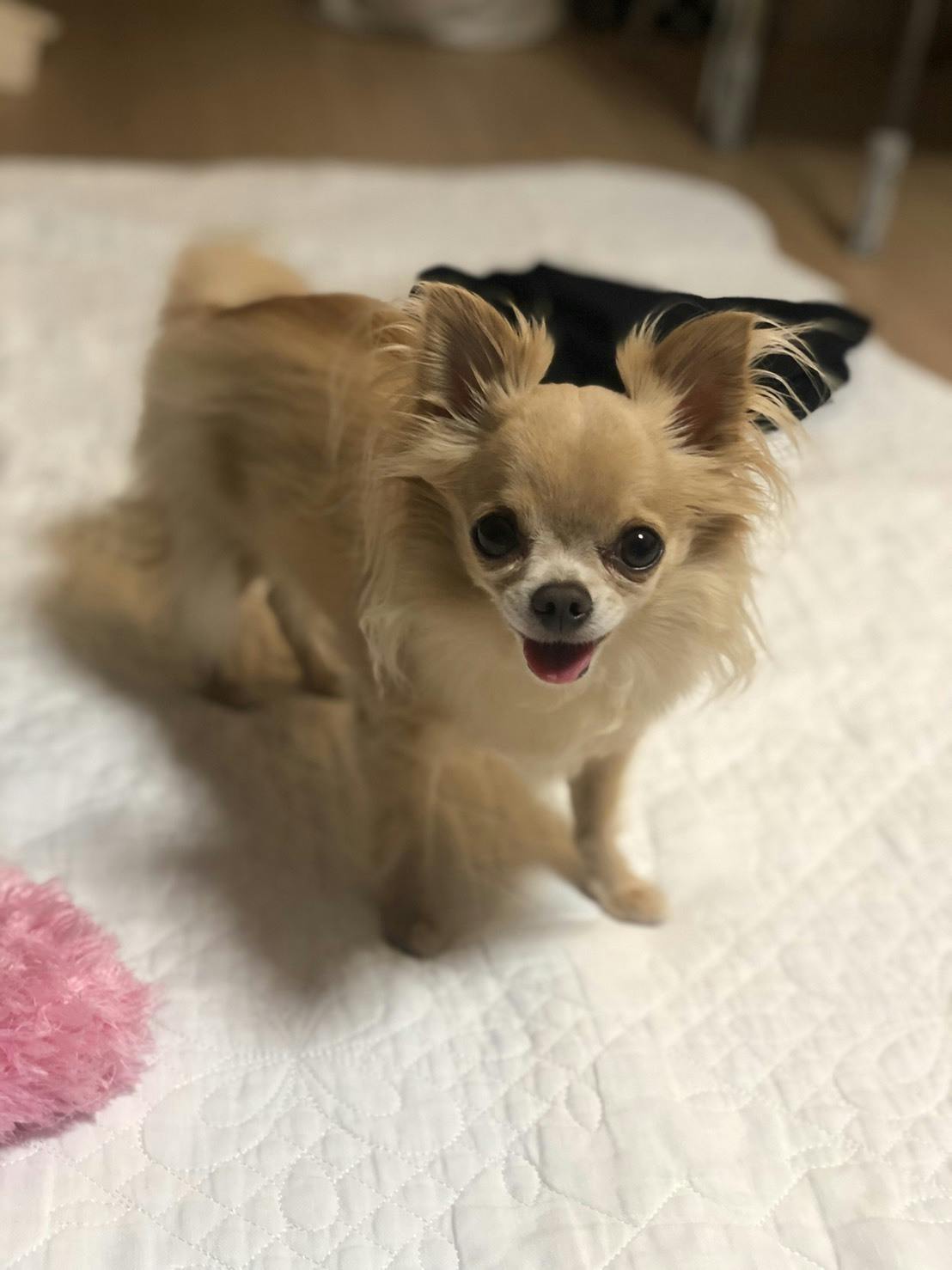 原因不明の難病 気管虚脱 で苦しむチワワ クロエ を助けてください Campfire キャンプファイヤー 原因不明の難病 気管虚脱 で苦しむチワワ クロエ を助けてください Campfire キャンプファイヤー