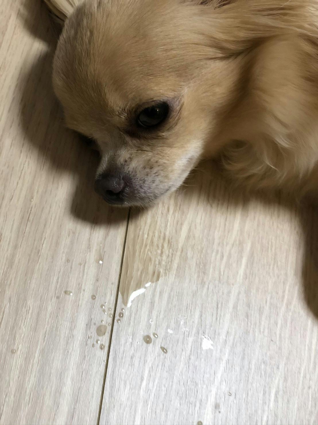 原因不明の難病 気管虚脱 で苦しむチワワ クロエ を助けてください Campfire キャンプファイヤー 原因不明の難病 気管虚脱 で苦しむチワワ クロエ を助けてください Campfire キャンプファイヤー