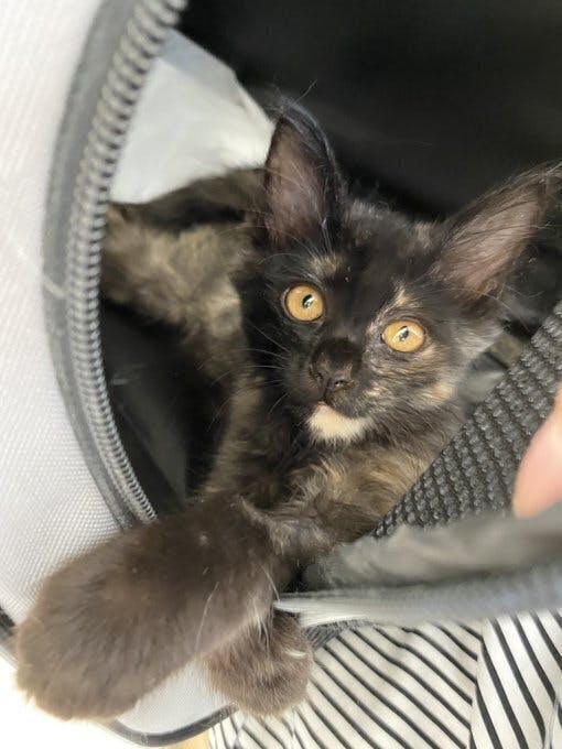 【鎖肛】生まれつき障害を持った保護猫あんこちゃんの治療にご協力お願いします【鎖肛】生まれつき障害を持った保護猫あんこちゃんの治療にご協力お願いします