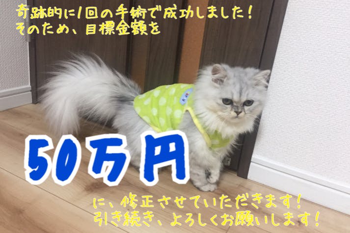 難病(肝門脈シャント)の愛猫、するめの命を助けたい！どうか力を貸して 