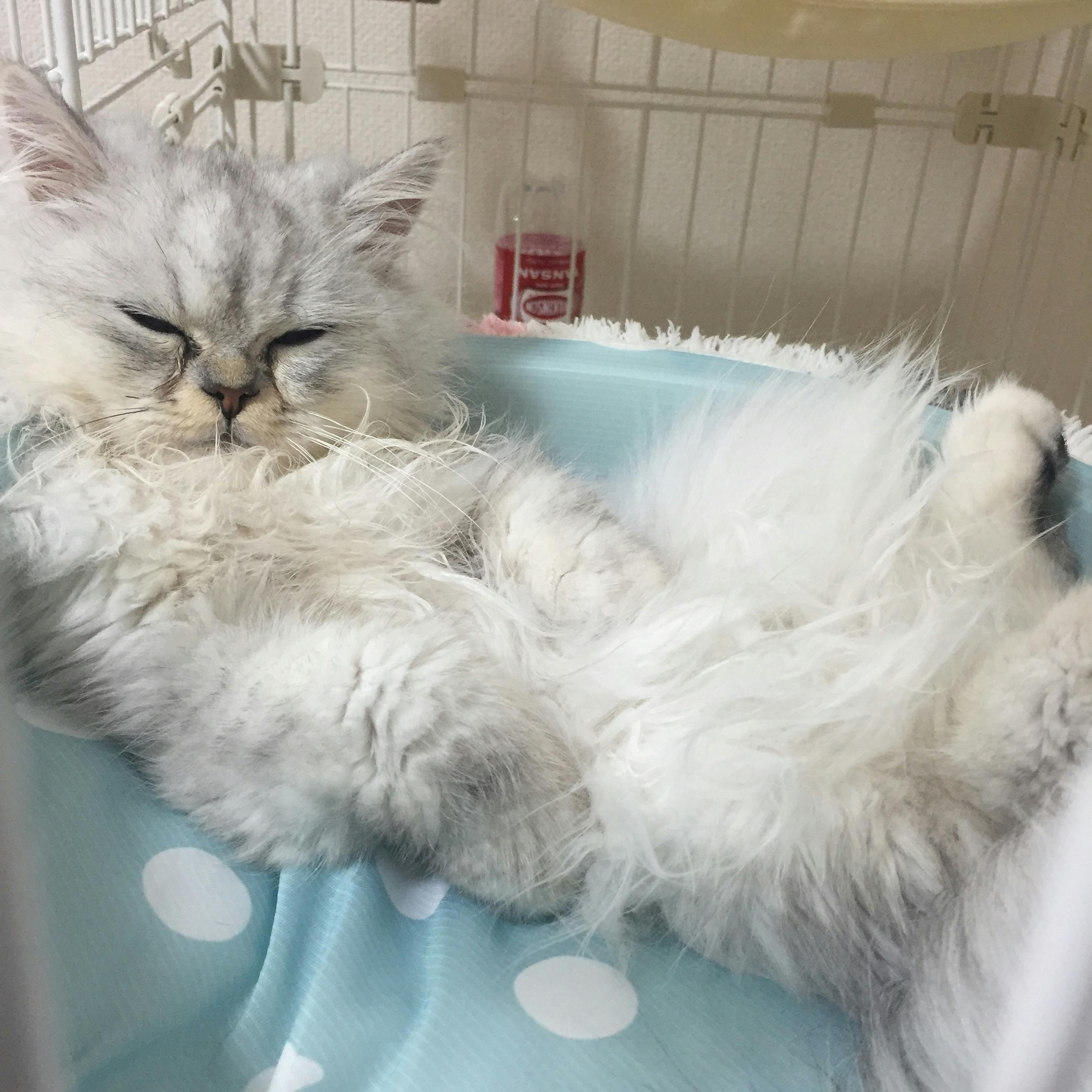 難病 肝門脈シャント の愛猫 するめの命を助けたい どうか力を貸してください Campfire キャンプファイヤー 難病 肝門脈シャント の愛猫 するめの命を助けたい どうか力を貸してください Campfire キャンプファイヤー
