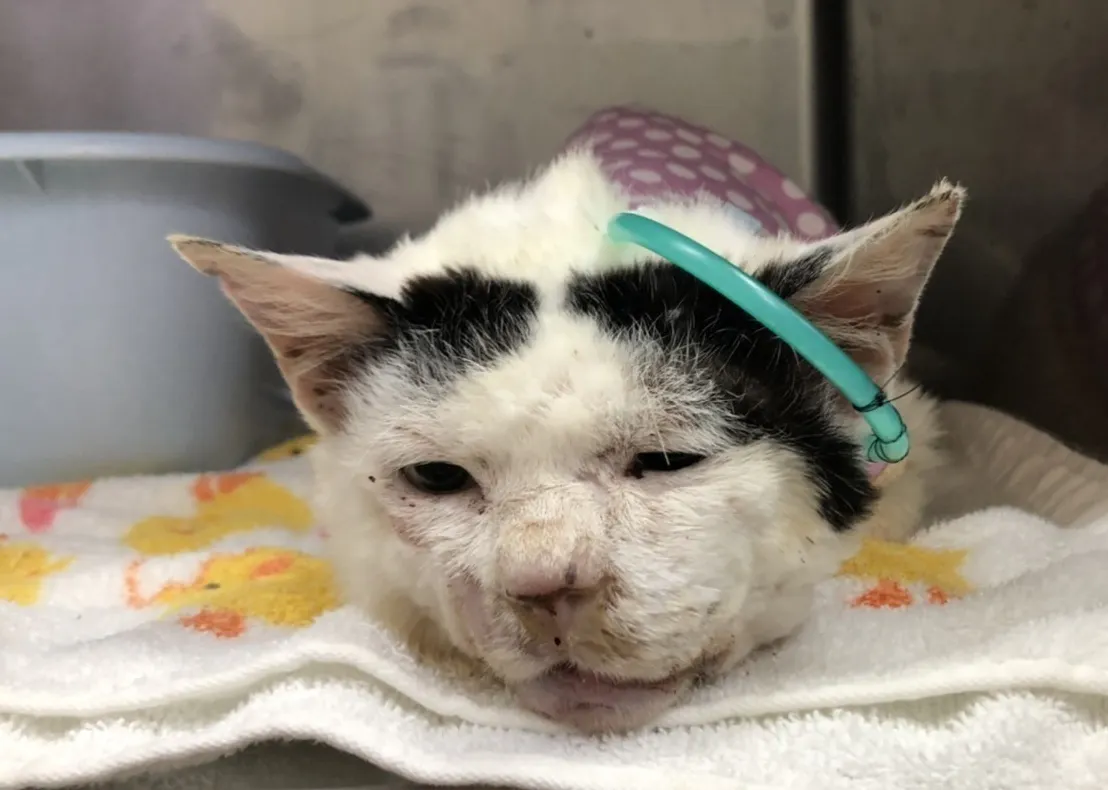 大怪我をしている猫ちゃんを保護しました Campfire キャンプファイヤー 大怪我をしている猫ちゃんを保護しました Campfire キャンプファイヤー