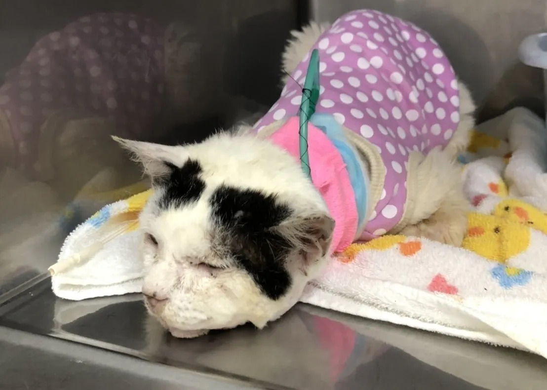 大怪我をしている猫ちゃんを保護しました Campfire キャンプファイヤー 大怪我をしている猫ちゃんを保護しました Campfire キャンプファイヤー