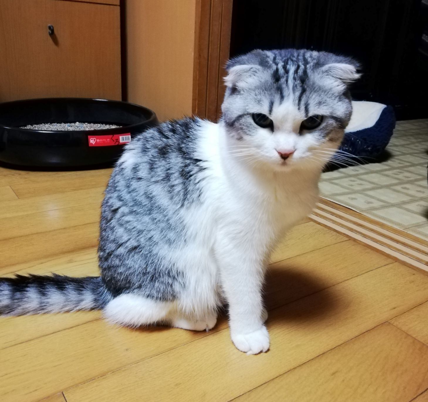 不治の病fip 家族になったばかりのシラスを助けたいです Campfire キャンプファイヤー 不治の病fip 家族になったばかりのシラスを助けたいです Campfire キャンプファイヤー