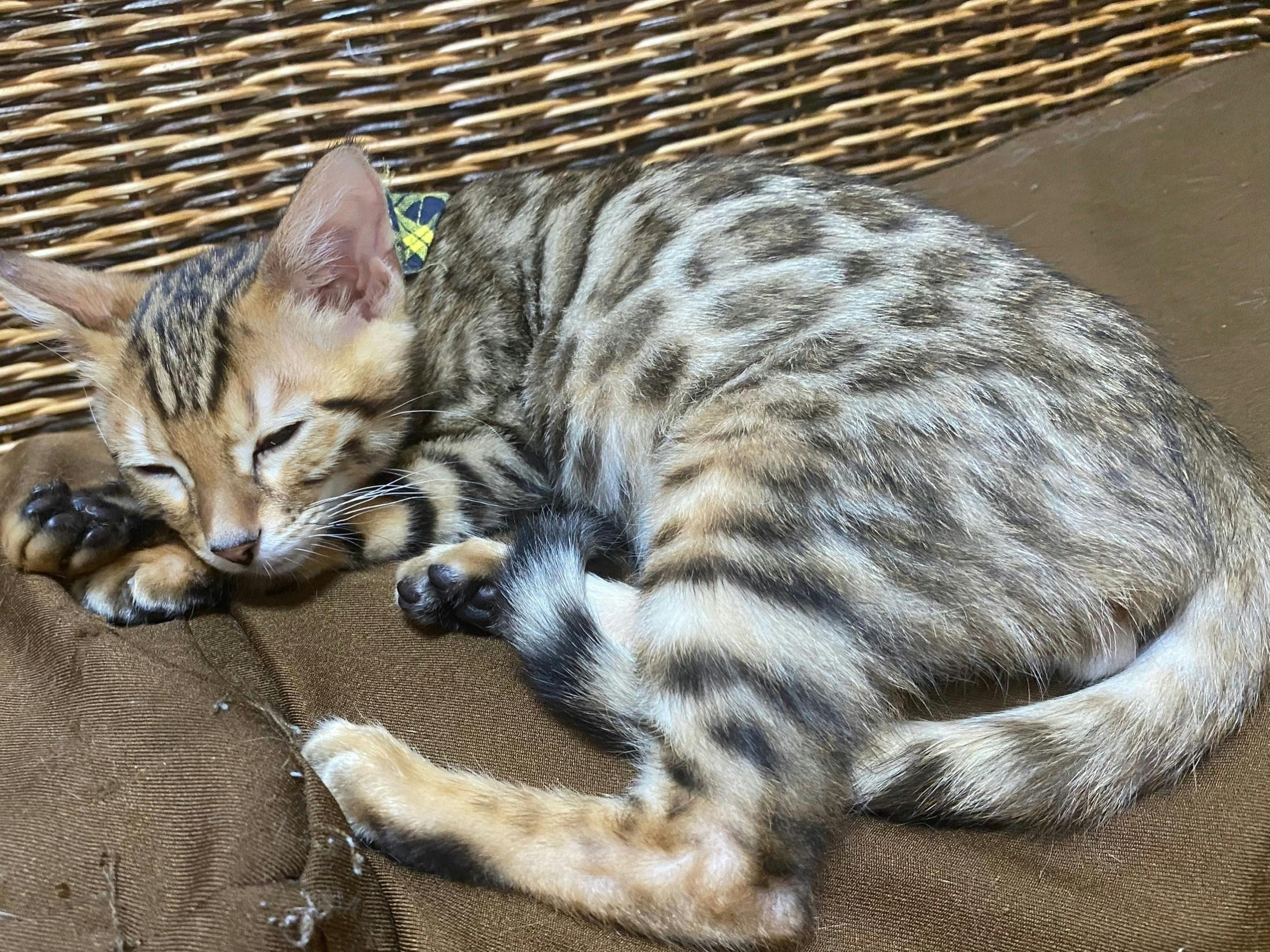 猫伝染性腹膜炎 Fip 治療費のご支援ご協力お願いします Campfire キャンプファイヤー 猫伝染性腹膜炎 Fip 治療費のご支援ご協力お願いします Campfire キャンプファイヤー