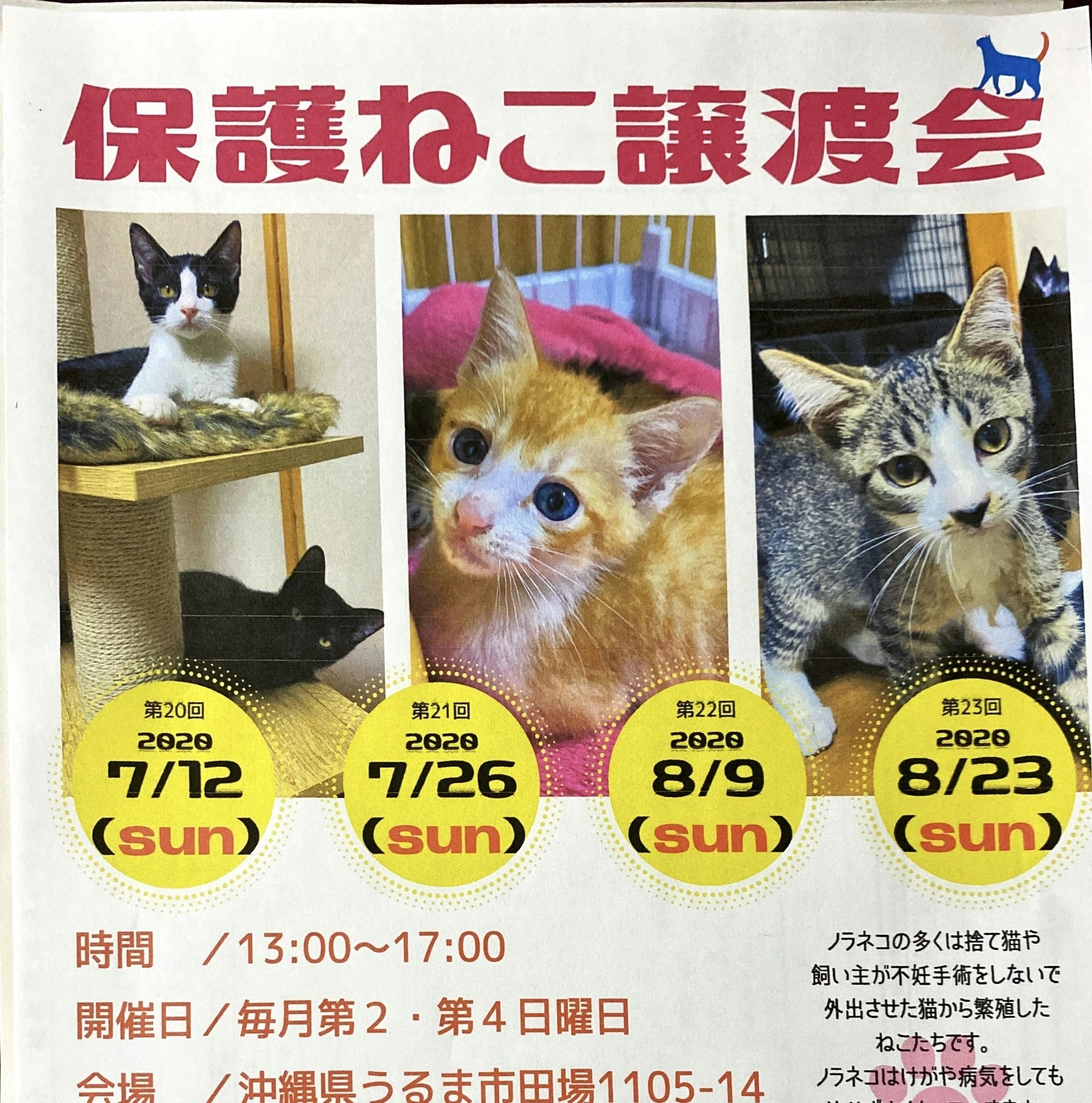 保護猫カフェとシェルター運営のために必要な資金確保のため Campfireコミュニティ