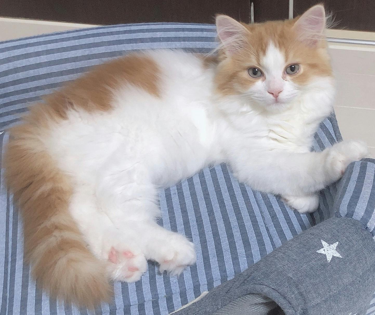お迎えして2ヶ月の子猫 致死率90 以上の難病 Fip 数日 1ヶ月の余命宣告 Campfire キャンプファイヤー お迎えして2ヶ月の子猫 致死率90 以上の難病 Fip 数日 1ヶ月の余命宣告 Campfire キャンプファイヤー