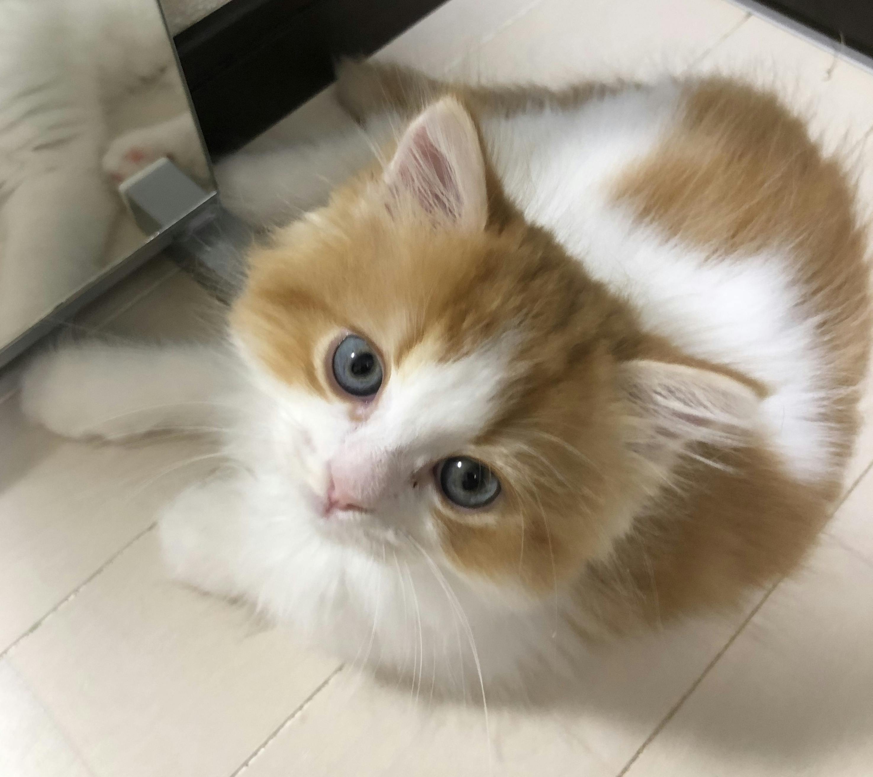 お迎えして2ヶ月の子猫 致死率90 以上の難病 Fip 数日 1ヶ月の余命宣告 Campfire キャンプファイヤー お迎えして2ヶ月の子猫 致死率90 以上の難病 Fip 数日 1ヶ月の余命宣告 Campfire キャンプファイヤー
