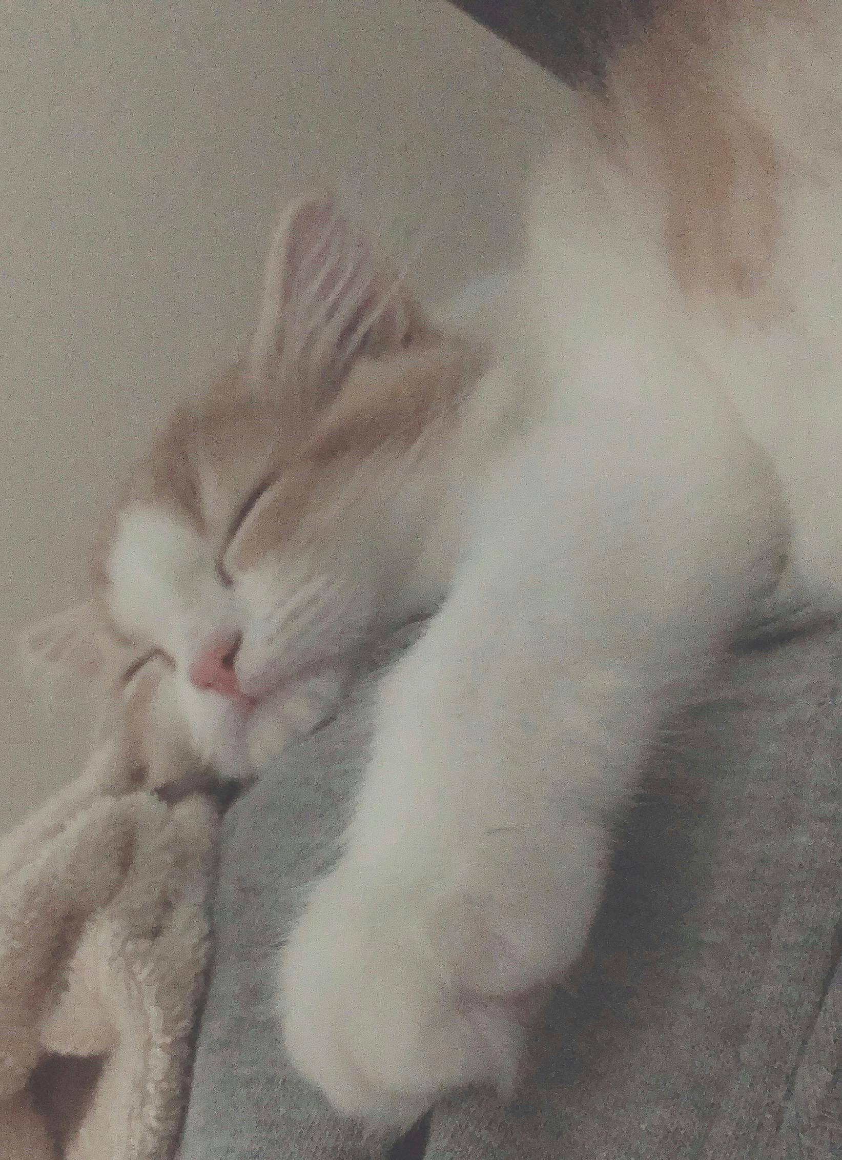 お迎えして2ヶ月の子猫 致死率90 以上の難病 Fip 数日 1ヶ月の余命宣告 Campfire キャンプファイヤー お迎えして2ヶ月の子猫 致死率90 以上の難病 Fip 数日 1ヶ月の余命宣告 Campfire キャンプファイヤー