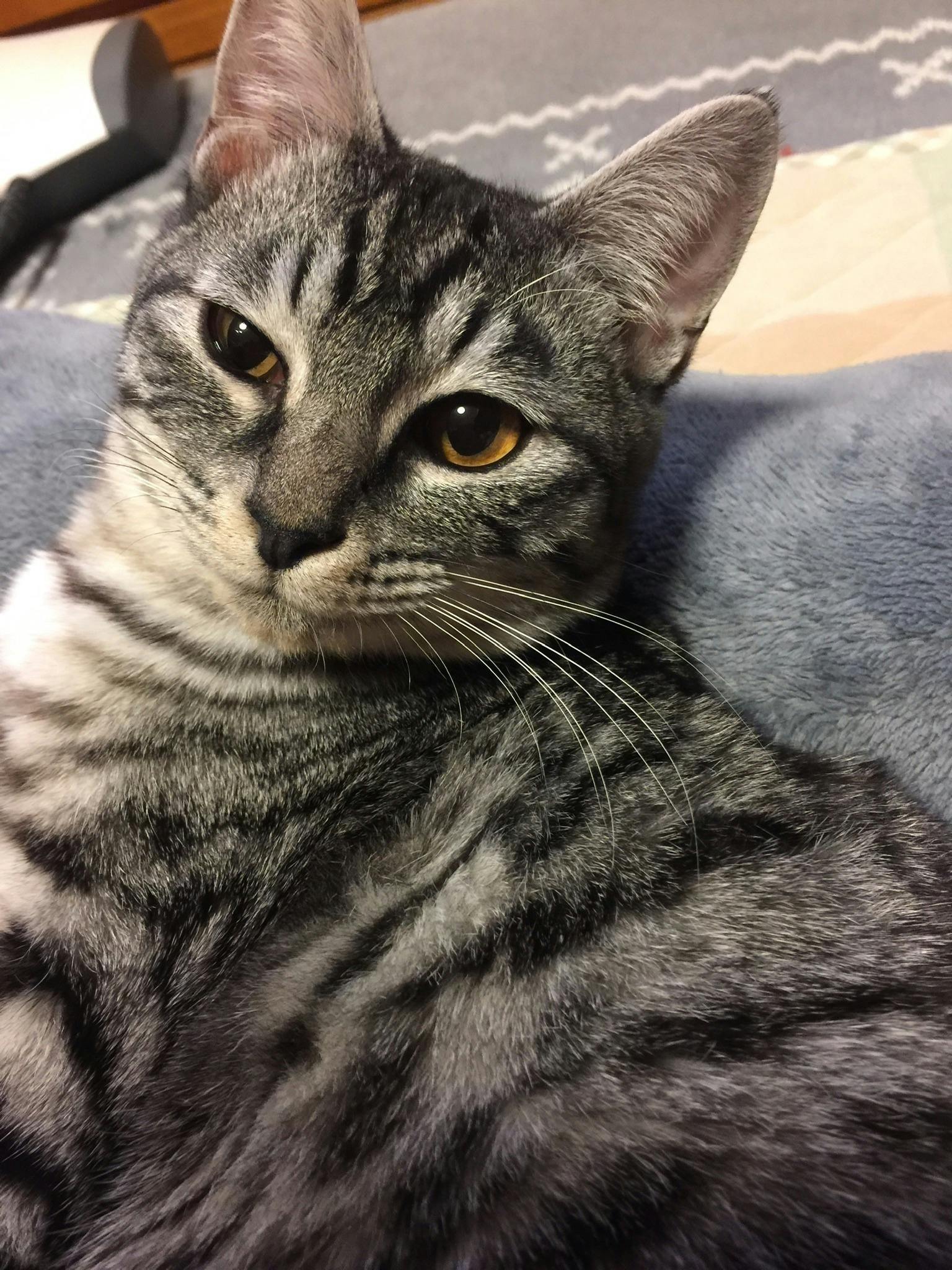 Fip猫伝染性腹膜炎 病気と闘う小さな命を救うためどうかご協力お願いします Campfire キャンプファイヤー Fip猫伝染性腹膜炎 病気と闘う小さな命を救うためどうかご協力お願いします Campfire キャンプファイヤー