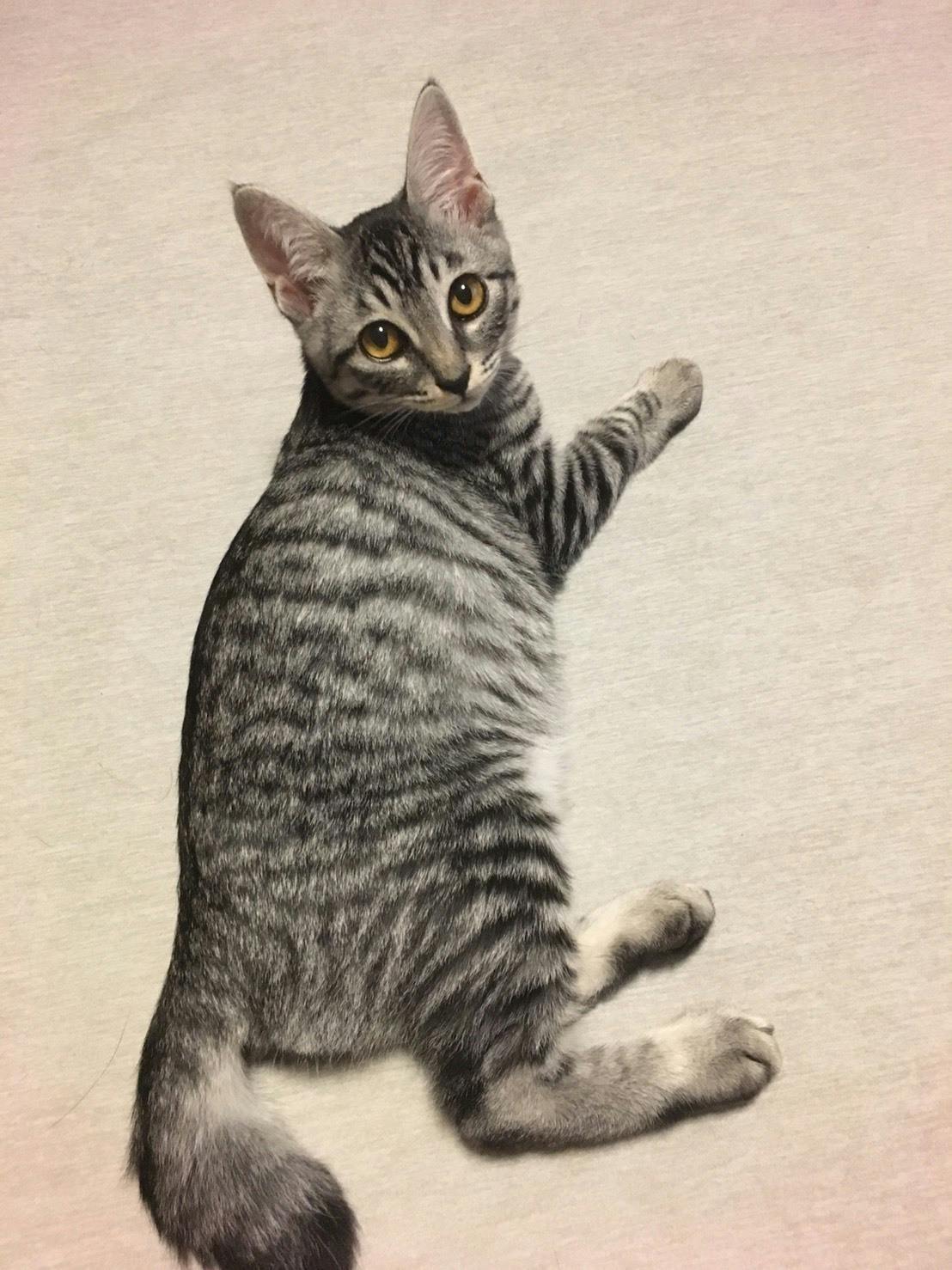 Fip猫伝染性腹膜炎 病気と闘う小さな命を救うためどうかご協力お願いします Campfire キャンプファイヤー Fip猫伝染性腹膜炎 病気と闘う小さな命を救うためどうかご協力お願いします Campfire キャンプファイヤー