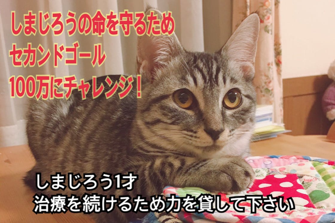 Fip猫伝染性腹膜炎 病気と闘う小さな命を救うためどうかご協力お願いします Campfire キャンプファイヤー
