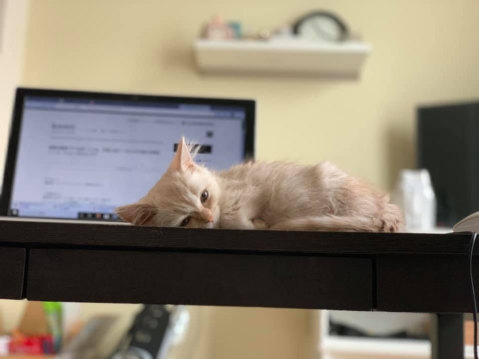 助けてください】生後3ヶ月でFIP(猫伝染性腹膜炎)と闘うまるに未来を 