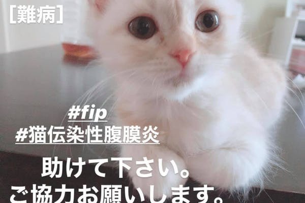 助けてください 生後3ヶ月でfip 猫伝染性腹膜炎 と闘うまるに未来を与えたい Campfire キャンプファイヤー