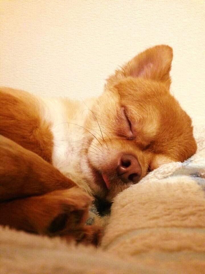 海外同行中のペット 犬 の治療費を捻出したい Campfire キャンプファイヤー 海外同行中のペット 犬 の治療費を捻出したい Campfire キャンプファイヤー