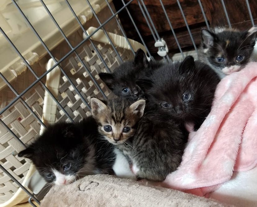 鳥取県倉吉市で活動する猫じゃらしの保護活動を継続させたい