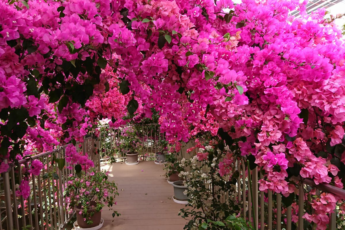 売上ゼロで閉園の危機 国内最大級ブーゲンビリアの花園救済支援プロジェクト Campfire キャンプファイヤー 売上ゼロで閉園の危機 国内最大級ブーゲンビリアの花園救済支援プロジェクト Campfire キャンプファイヤー