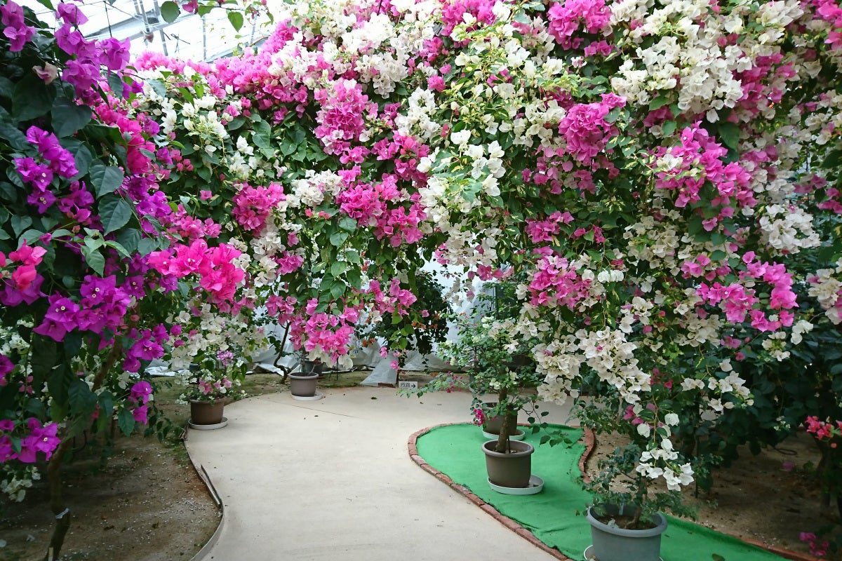 売上ゼロで閉園の危機 国内最大級ブーゲンビリアの花園救済支援プロジェクト Campfire キャンプファイヤー 売上ゼロで閉園の危機 国内最大級ブーゲンビリアの花園救済支援プロジェクト Campfire キャンプファイヤー