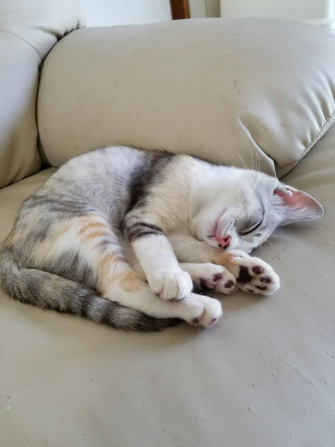 緊急 子猫の伝染性腹膜炎 Fip 治療費のご協力のお願い Campfire キャンプファイヤー 緊急 子猫の伝染性腹膜炎 Fip 治療費のご協力のお願い Campfire キャンプファイヤー