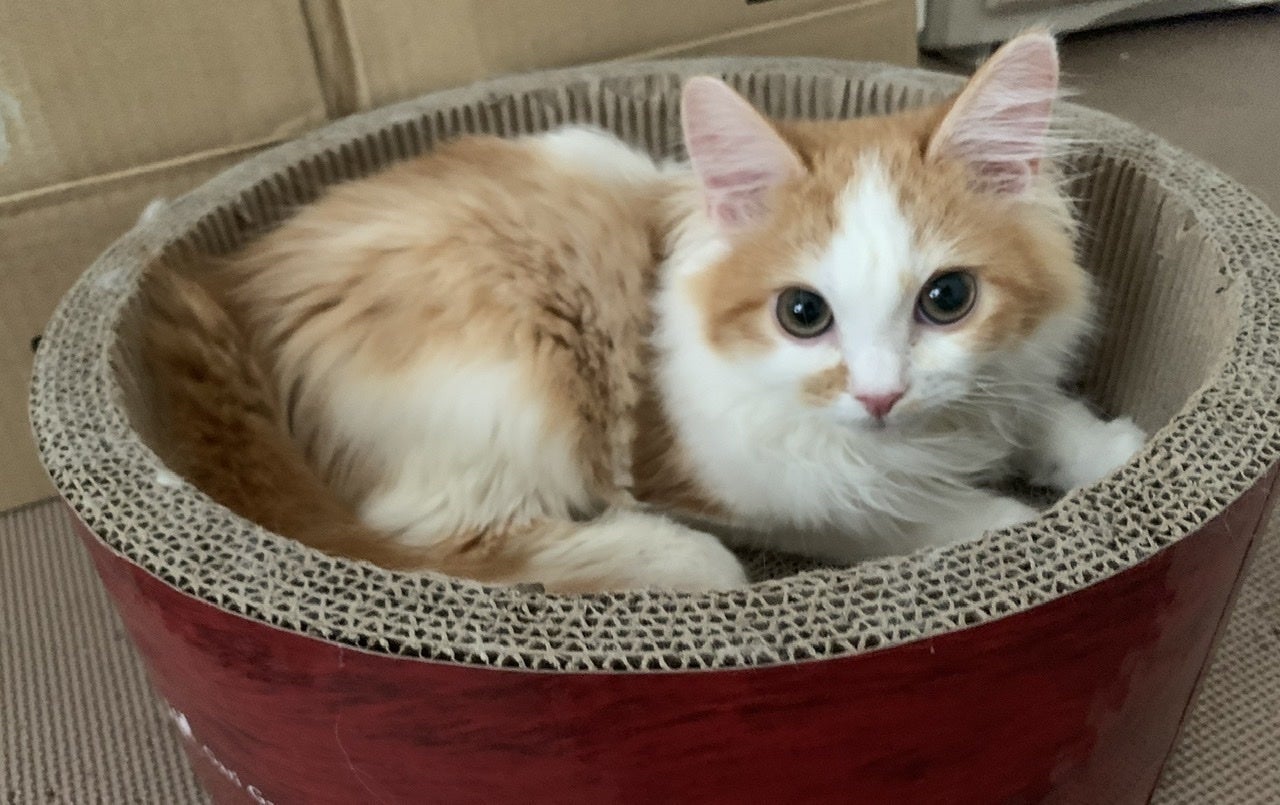 3番目のメイン画像