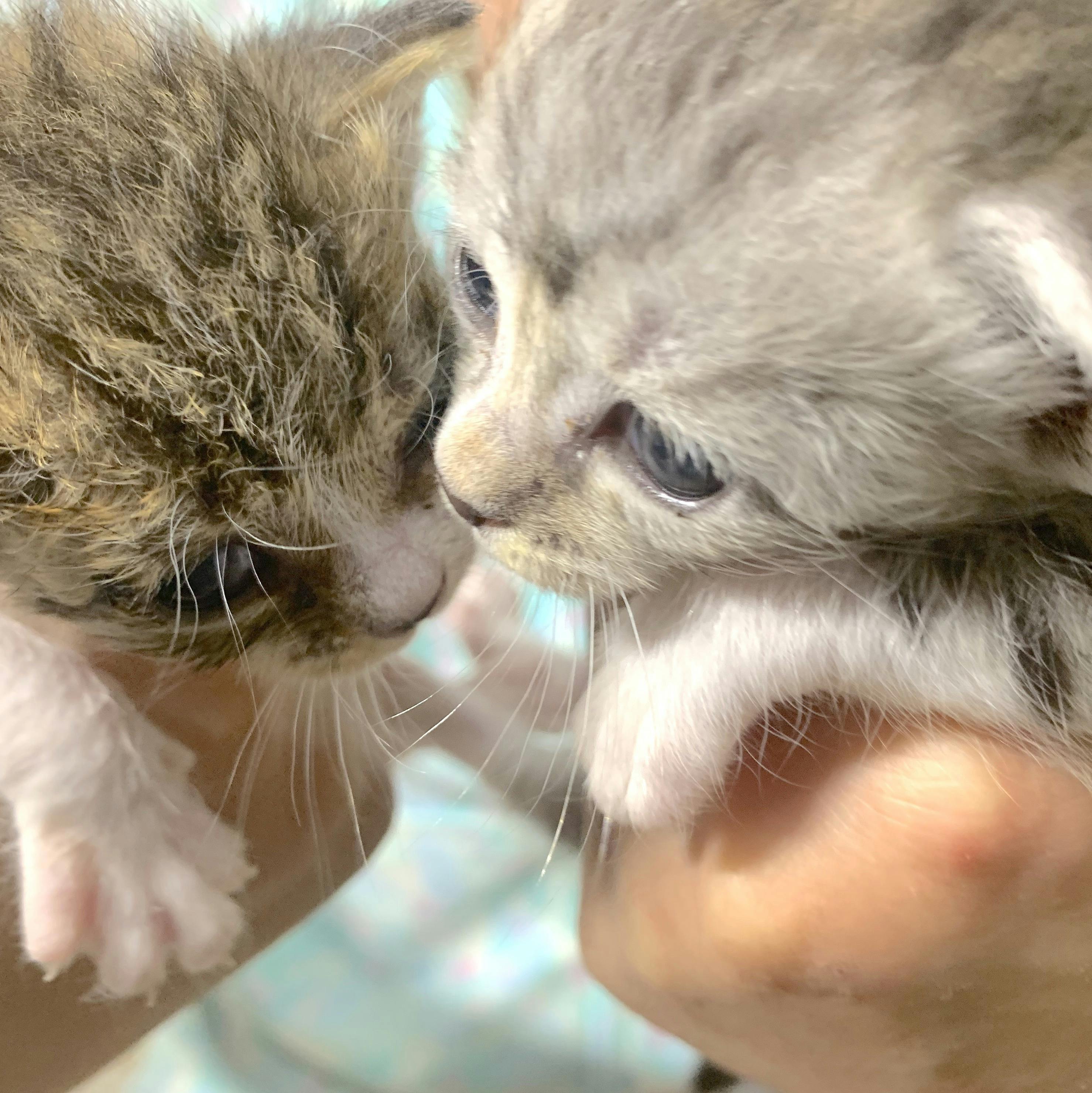 保護猫赤ちゃんを育てたい Campfire キャンプファイヤー 保護猫赤ちゃんを育てたい Campfire キャンプファイヤー