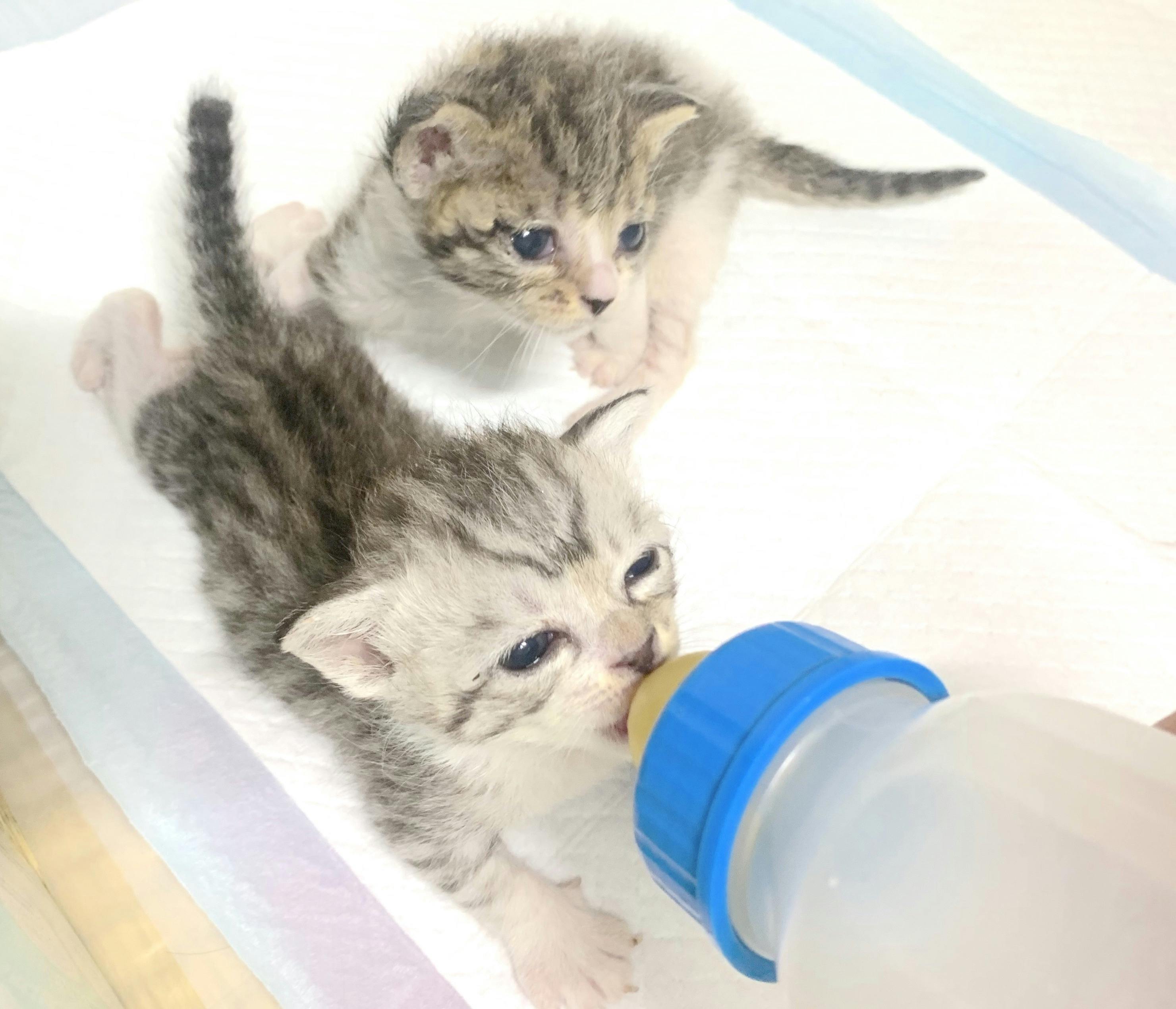 保護猫赤ちゃんを育てたいアクティビティ Campfire キャンプファイヤー 保護猫赤ちゃんを育てたいアクティビティ Campfire キャンプファイヤー