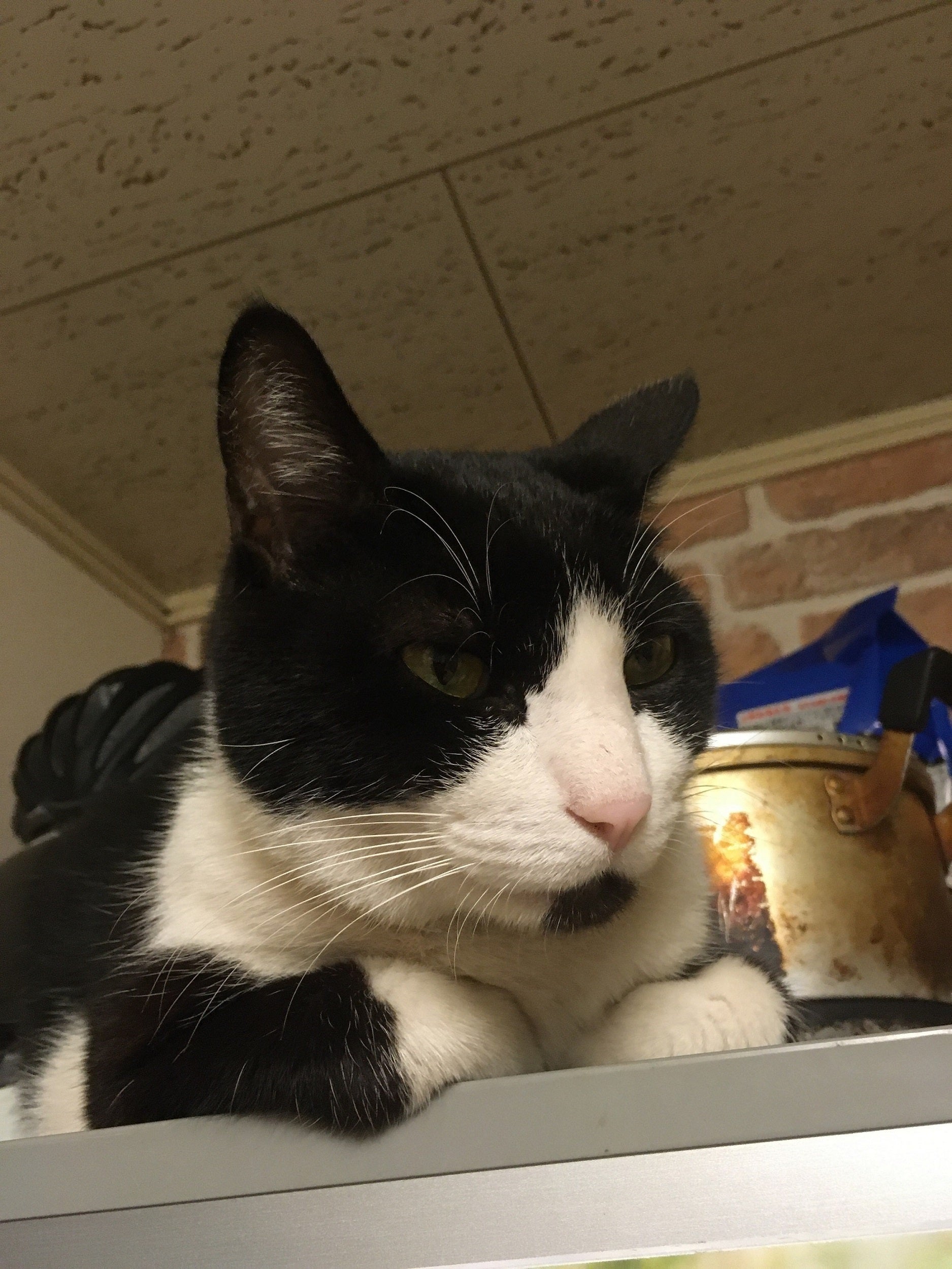 助けて下さい。猫伝染性腹膜炎（FIP）治療費の支援ご協力お願いします 