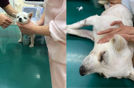 誰からも見放された猫や犬の命を救いたい 妨害に苦しむ真の動物保護団体に支援を Campfire キャンプファイヤー 誰からも見放された猫や犬の命を救いたい 妨害に苦しむ真の動物保護団体に支援を Campfire キャンプファイヤー
