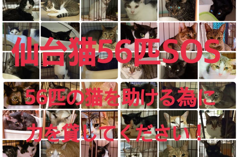 仙台猫56匹SOS！56匹の猫を守り助ける為に、皆さまの力を貸して