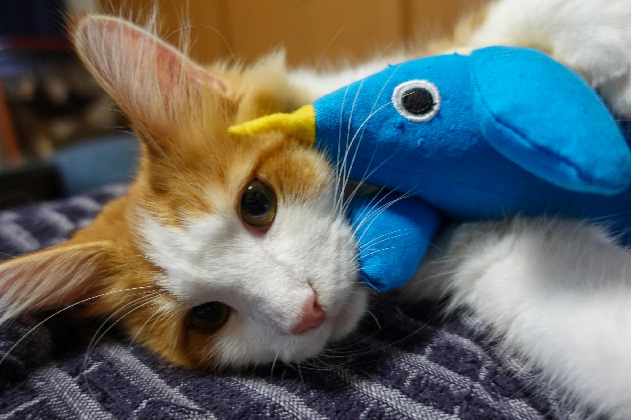 致死率99 9 猫伝染性腹膜炎 Fip を発症した ジャック にご支援 Campfire キャンプファイヤー 致死率99 9 猫伝染性腹膜炎 Fip を発症した ジャック にご支援 Campfire キャンプファイヤー