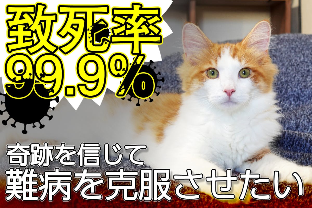 致死率99 9 猫伝染性腹膜炎 Fip を発症した ジャック にご支援 Campfire キャンプファイヤー