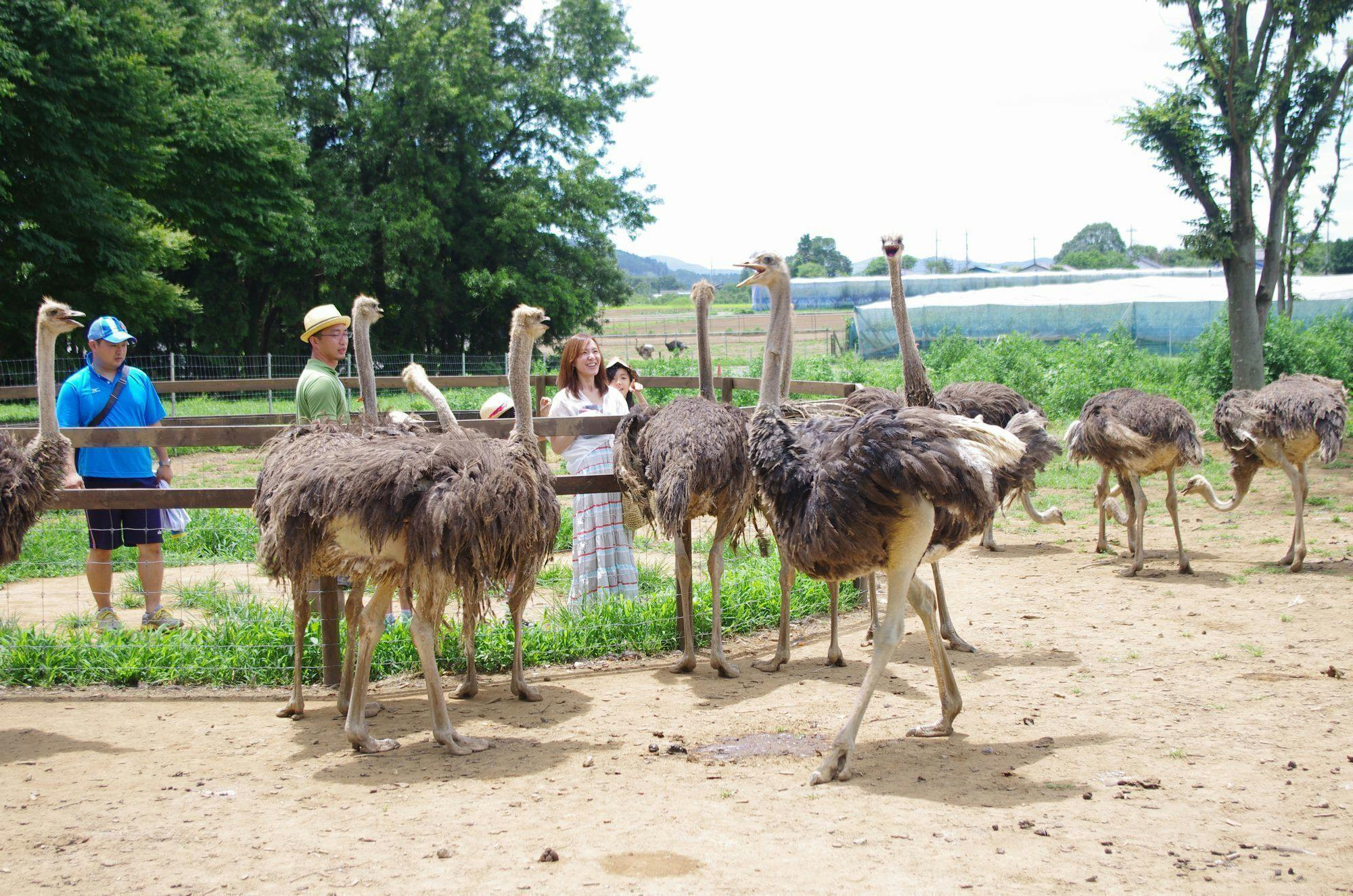 オカメインコ・小鳥と一緒に暮らしてます！丸型クリアキーホルダー①