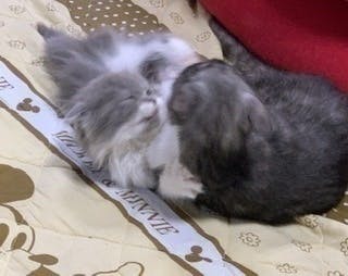 猫伝染性腹膜炎】FIPの治療費支援のご協力のお願い。アイス君を助けて 