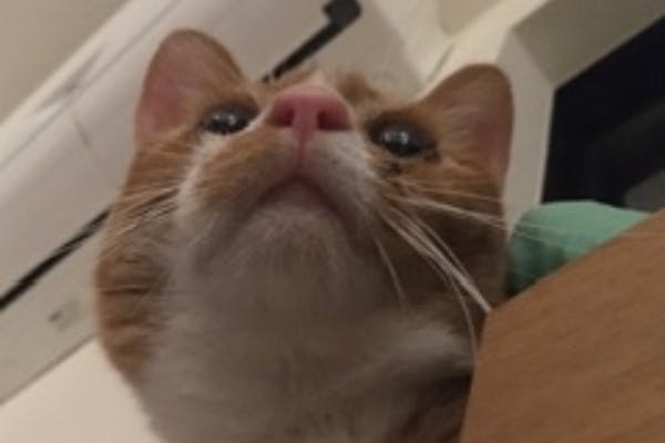 遠回りしてやっとFIP(猫伝染性腹膜炎)と診断された子猫を助けたい 