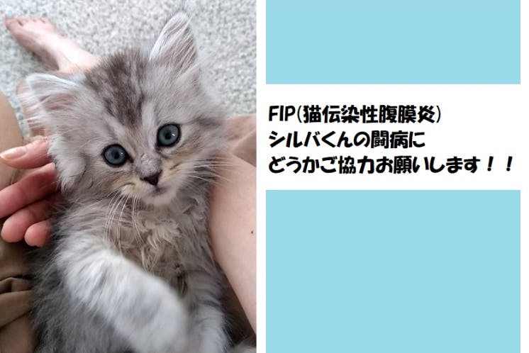 生後3か月シルバのfip 猫伝染性腹膜炎 治療費にご協力いただけませんでしょうか Campfire キャンプファイヤー