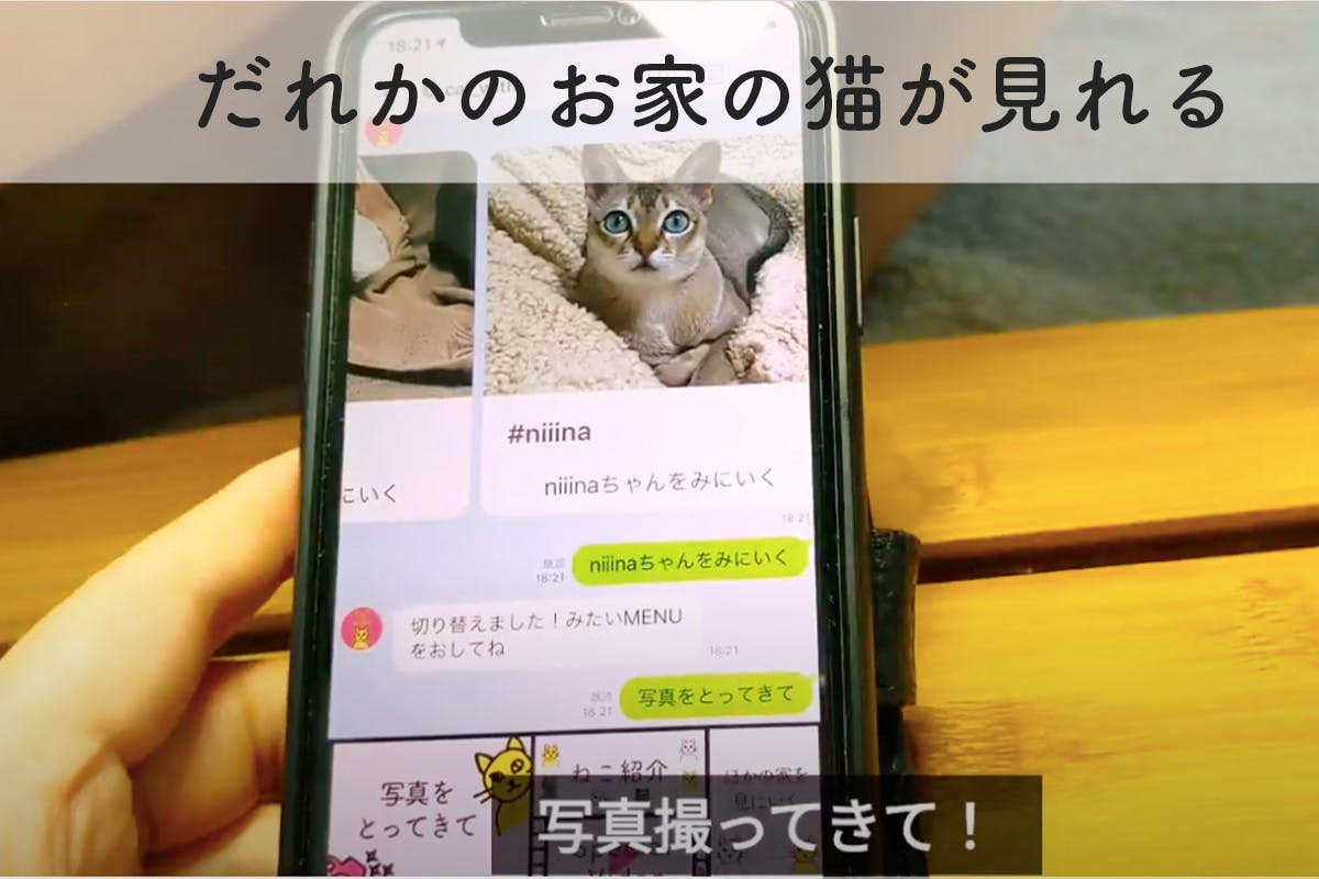 だれかのおうちの猫をのぞきみできる たくさんの家猫に出逢える Catwith Campfire キャンプファイヤー