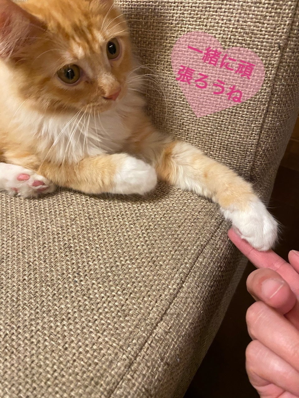 3番目のメイン画像