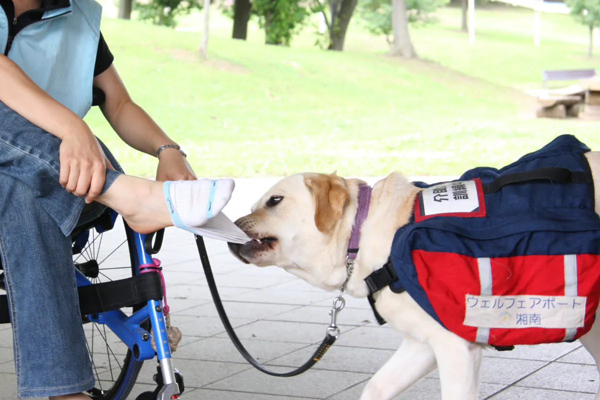 コロナ禍 募金が0円 育成が崖っぷち 湘南から介助犬 聴導犬を届けたい Campfire キャンプファイヤー コロナ禍 募金が0円 育成が崖っぷち 湘南から介助犬 聴導犬を届けたい Campfire キャンプファイヤー