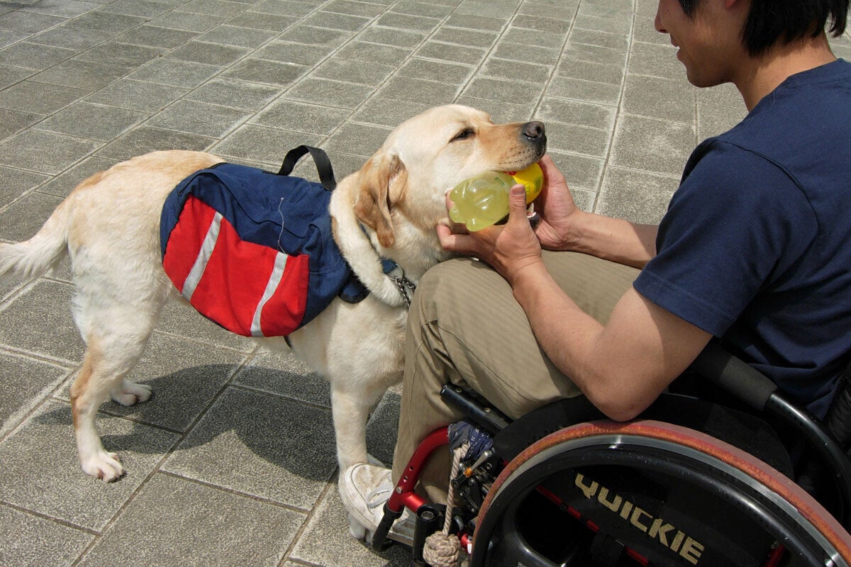 コロナ禍 募金が0円 育成が崖っぷち 湘南から介助犬 聴導犬を届けたい Campfire キャンプファイヤー コロナ禍 募金が0円 育成が崖っぷち 湘南から介助犬 聴導犬を届けたい Campfire キャンプファイヤー