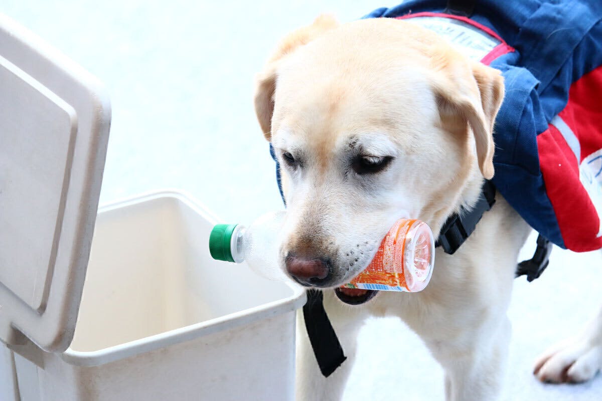 コロナ禍 募金が0円 育成が崖っぷち 湘南から介助犬 聴導犬を届けたい Campfire キャンプファイヤー