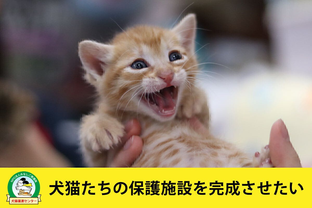 捨てられた犬猫たちの保護施設を完成させたい Campfire キャンプファイヤー 捨てられた犬猫たちの保護施設を完成させたい Campfire キャンプファイヤー