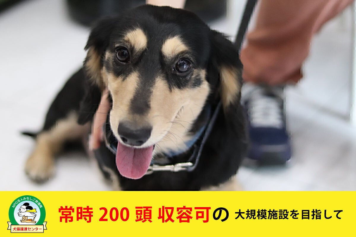 捨てられた犬猫たちの保護施設を完成させたい Campfire キャンプファイヤー 捨てられた犬猫たちの保護施設を完成させたい Campfire キャンプファイヤー