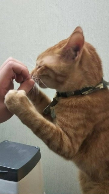 ペット業界改革！『今までなかった』ペット専門のエンゼルケアで飼い主 